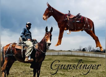 Mule, Gelding, 3 years, 15 hh, Sorrel