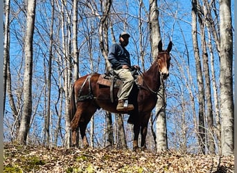 Mule, Gelding, 3 years, 15 hh, Sorrel