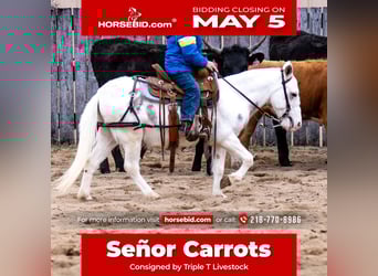 Mule, Gelding, 4 years, 10 hh