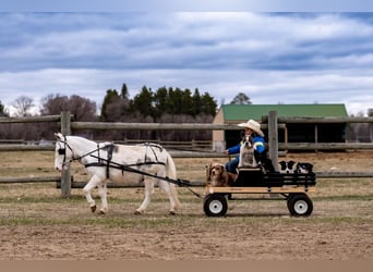 Mule, Gelding, 4 years, 10 hh