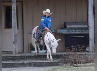 Mule, Gelding, 4 years, 10 hh