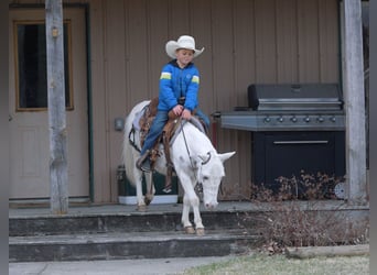 Mule, Gelding, 4 years, 10 hh