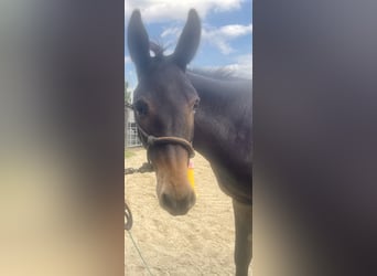 Mule, Gelding, 4 years, 12,2 hh