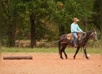 Mule, Gelding, 4 years, 14.2 hh, Grey