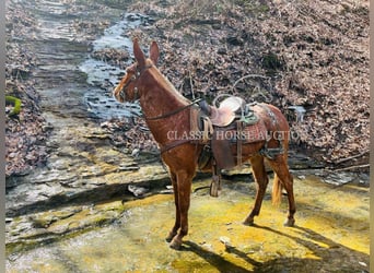 Mule, Gelding, 4 years, 14 hh, Bay