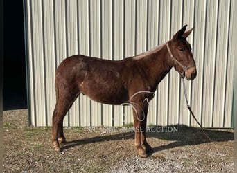Mule, Gelding, 4 years, 14 hh, Bay