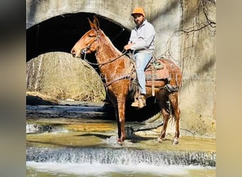 Mule, Gelding, 4 years, 14 hh, Bay