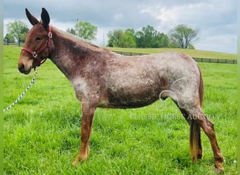 Mule, Gelding, 4 years, 14 hh, Bay