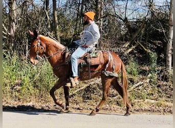 Mule, Gelding, 4 years, 14 hh, Bay