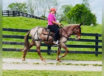 Mule, Gelding, 4 years, 14 hh, Bay