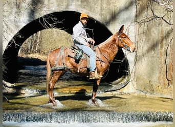 Mule, Gelding, 4 years, 14 hh, Bay