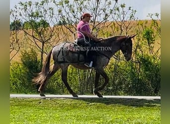 Mule, Gelding, 4 years, 14 hh, Bay
