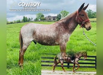 Mule, Gelding, 4 years, 14 hh, Bay