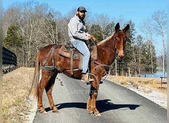Mule, Gelding, 4 years, 14 hh, Bay