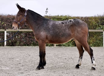 Mule, Gelding, 4 years, 15 hh, Red Dun