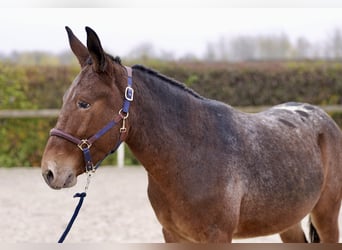 Mule, Gelding, 4 years, 15 hh, Red Dun