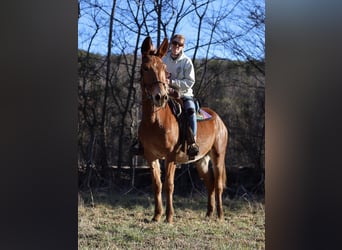 Mule, Gelding, 4 years, 15 hh, Roan-Red