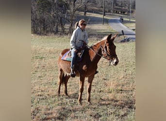 Mule, Gelding, 4 years, 15 hh, Roan-Red