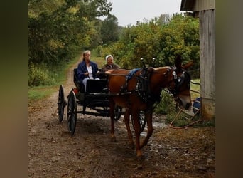 Mule, Gelding, 4 years, 15 hh, Roan-Red