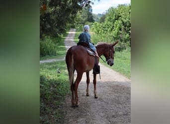 Mule, Gelding, 4 years, 15 hh, Roan-Red