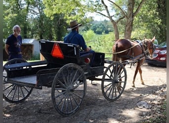 Mule, Gelding, 4 years, 15 hh, Roan-Red