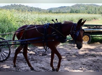 Mule, Gelding, 4 years, 15 hh, Roan-Red