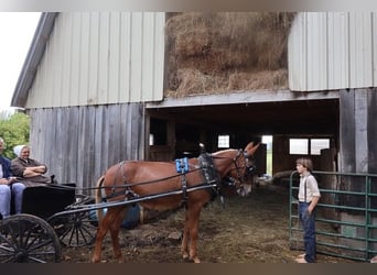 Mule, Gelding, 4 years, 15 hh, Roan-Red