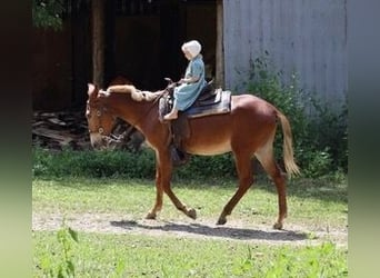 Mule, Gelding, 4 years, 15 hh, Roan-Red