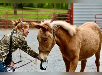 Mule, Gelding, 4 years, 15 hh, Roan-Red