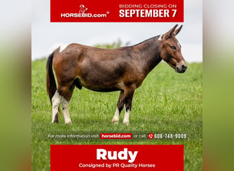 Mule, Gelding, 4 years, 9 hh, Pinto