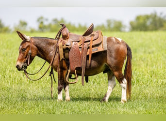 Mule, Gelding, 4 years, 9 hh, Pinto