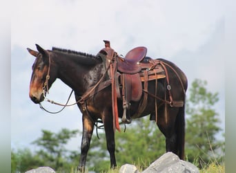 Mule, Gelding, 4 years, Bay