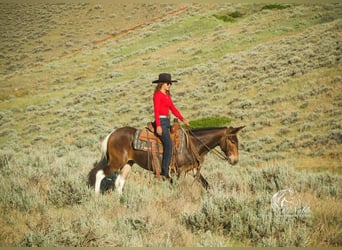 Mule, Gelding, 5 years, 13.2 hh, Brown