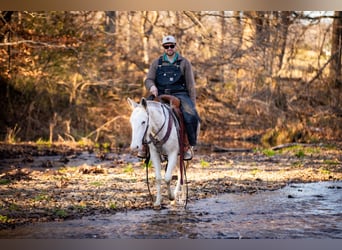 Mule, Gelding, 5 years, 13,3 hh, Pinto