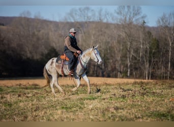 Mule, Gelding, 5 years, 13,3 hh, Pinto
