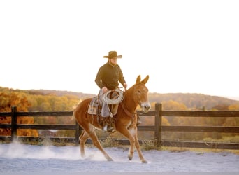 Mule, Gelding, 5 years, 14,1 hh, Chestnut