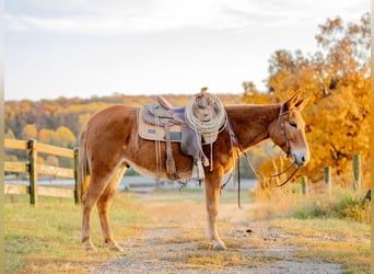 Mule, Gelding, 5 years, 14,1 hh, Chestnut