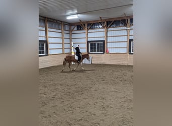 Mule, Gelding, 5 years, 14,1 hh, Chestnut