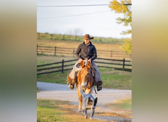 Mule, Gelding, 5 years, 14,1 hh, Chestnut