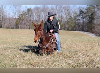 Mule, Gelding, 5 years, 14 hh, Bay