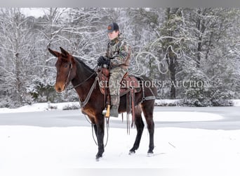 Mule, Gelding, 5 years, 14 hh, Bay