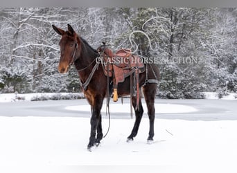 Mule, Gelding, 5 years, 14 hh, Bay