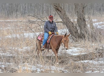 Mule, Gelding, 5 years, 14 hh, Sorrel