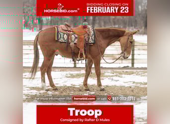 Mule, Gelding, 5 years, 14 hh, Sorrel