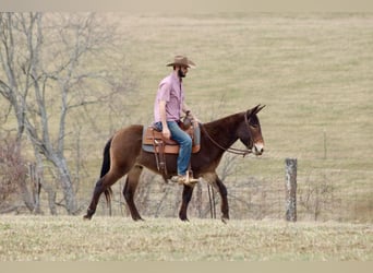 Mule, Gelding, 5 years, 14,2 hh, Bay