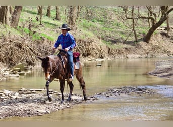 Mule, Gelding, 5 years, 14,2 hh, Bay