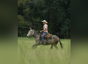 Mule, Gelding, 5 years, 15,1 hh, Gray