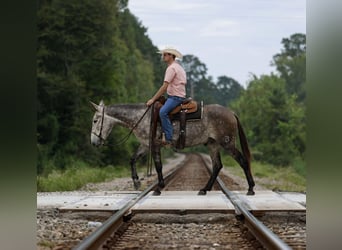 Mule, Gelding, 5 years, 15,1 hh, Gray