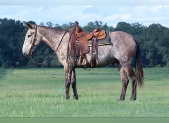 Mule, Gelding, 5 years, 15,1 hh, Gray