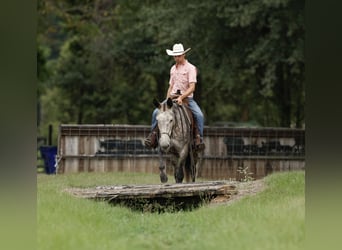 Mule, Gelding, 5 years, 15,1 hh, Gray